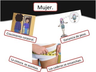 Mujer.
Crecimiento corporal.
Las caderas se ensanchan.La cintura se acentúa.
Ganancia de peso.