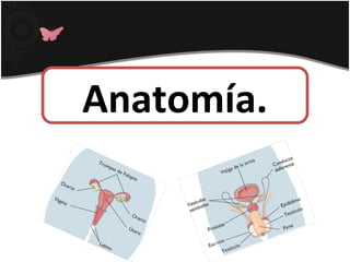 Anatomía.