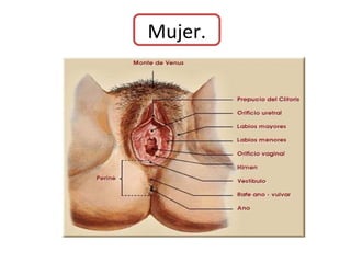 Mujer.