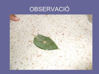 OBSERVACIÓ 