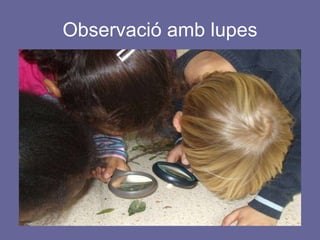 Observació amb lupes 