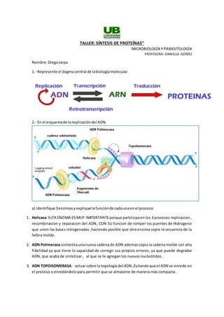 TALLER: SÍNTESIS DE PROTEÍNAS”
MICROBIOLOGÍA Y PARASITOLOGÍA
PROFESORA: DANIELLA GÓMEZ
Nombre:DiegoJarpa
1.- Represente el dogmacentral de labiologíamolecular.
2.- En el esquemade lareplicacióndel ADN:
a) identifique 3enzimasyexplique lafunción de cadaunaen el proceso.
1. Helicasa: EsTA ENZIMA ES MUY IMPORTANTEporque partcicipaen los 3 procesos replicacion ,
recombinacion y reparacion del ADN, CON SU funcion de romper los puentes de Hidrogeno
que unen las bases nitrogenadas ,haciendo posible que otra enzima copie la secuencia de la
hebra molde.
2. ADN Polimerasa:sinstetizaunanueva cadena de ADN.ademas copia la cadena molde con alta
fidelidad ya que tiene la capacidad de corregir sus propios errores, ya que puede degradar
ADN, que acaba de sintetizar , al que se le agregan los nuevos nucleótidos..
3. ADN TOPOISOMERASA: actuar sobre la topologíadel ADN ,Evitandoque el ADN se enrede en
el proceso o enredándolo para permitir que se almacene de manera más compacta.
 