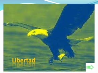 Libertad 
 