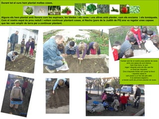 Durant tot el curs hem plantat moltes coses,




Alguns els hem plantat amb llavors com les espinacs, les bledes i els raves i uns altres amb planter, com els enciams i els tomàquets.
Com el nostre espai és prou reduït i volíem continuar plantant coses, el Nacho (pare de la Judith de P5) ens va regalar unes capses
que les vam omplir de terra per a continuar plantant.




                                                                                                      També vam fer el nostre propi planter de raves
                                                                                                            amb una capsa de suro blanca.
                                                                                                                 Vam ficar terra, la vam
                                                                                                          regar i després amb els dits vam fer
                                                                                                                  un forat per requadre.
                                                                                                        Dins d’aquests forats vam posar la llavor
                                                                                                                    i aquesta capsa la
                                                                                                           vam posar a un lloc del pati càlid.
                                                                                                                  A la setmana següent j
                                                                                                       a havien sortit els primers plantes de raves.
 