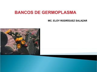 BANCOS DE GERMOPLASMA
           MC. ELOY RODRÍGUEZ SALAZAR
 