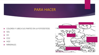 PARA HACER
 COLOREA Y UBICA SUS PARTES EN LA FOTOSISTESIS.
 SOL
 O2
 CO2
 HO2
 MINERALES
 