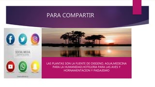 PARA COMPARTIR
LAS PLANTAS SON LA FUENTE DE OXIGENO, AGUA,MEDICINA
PARA LA HUMANIDAD,HOTELERIA PARA LAS AVES Y
HORNAMENTACION Y PAISAJISMO
 
