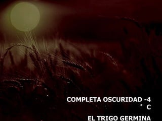 COMPLETA OSCURIDAD -4
°C
EL TRIGO GERMINA
 