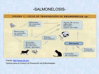 -SALMONELOSIS-¿Qué se puede hacer para prevenir la salmonelosis?No hay vacuna para prevenir la salmonelosis. Puesto que los alimentos de origen animal pueden estar contaminados con Salmonella, las personas no deberían comer huevos, pollo, o carne que estén crudos o insuficientemente cocinados. Tampoco se debe consumir leche cruda o no pasteurizada ni otros productos lácteos en las mismas condiciones. Las verduras o legumbres deberían lavarse bien antes de consumirlas.