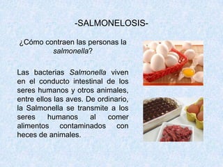 -SALMONELOSIS-¿Cómo se detecta en alimentos la Salmonella?Mediante test rápidos de detección y métodos inmunológicos.