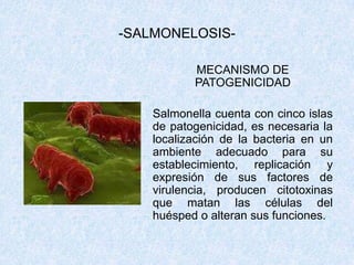 -SALMONELOSIS-MECANISMO DE PATOGENICIDADMecanismos de invasión: después de la ingestión de agua y alimentos contaminados, Salmonella inicia su ciclo de infección invadiendo al hospedero a través del tejido linfoide. Se adhiere a las células epiteliales del íleon, penetra la mucosa intestinal. Salmonella produce enterotoxinas que afectan las células del tracto gastrointestinal alterando la actividad metabólica produciendo derrame de electrolitos y líquidos. La célula epitelial libera grandes cantidades de agua y electrolitos (iones). Se alteran las concentraciones normales produciéndose una diarrea grave que puede ir acompañada de vómitos. 