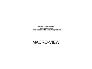 MACRO-VIEW 