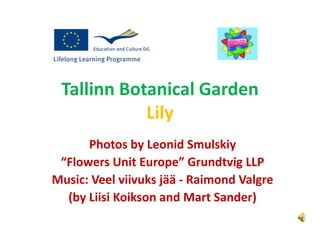 Tallinn Botanical Garden
Lily
Photos by Leonid Smulskiy
“Flowers Unit Europe” Grundtvig LLP
Music: Veel viivuks jää - Raimond Valgre
(by Liisi Koikson and Mart Sander)
 