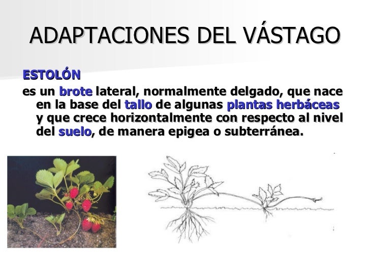 Resultado de imagen para vastago yema