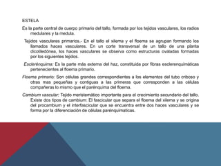 ESTELA
Es la parte central de cuerpo primario del tallo, formada por los tejidos vasculares, los radios
medulares y la medula.
Tejidos vasculares primarios.- En el tallo el xilema y el floema se agrupan formando los
llamados haces vasculares. En un corte transversal de un tallo de una planta
dicotiledónea, los haces vasculares se observa como estructuras ovaladas formadas
por los siguientes tejidos.
Esclerénquima: Es la parte más externa del haz, constituida por fibras esclerenquimáticas
pertenecientes al floema primario.
Floema primario: Son células grandes correspondientes a los elementos del tubo criboso y
otras mas pequeñas y contiguas a las primeras que corresponden a las células
compañeras lo mismo que el parénquima del floema.
Cambium vascular: Tejido meristemático importante para el crecimiento secundario del tallo.
Existe dos tipos de cambium: El fascicular que separa el floema del xilema y se origina
del procambium y el interfascicular que se encuentra entre dos haces vasculares y se
forma por la diferenciación de células parénquimaticas.
 