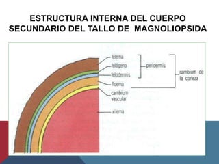 ESTRUCTURA INTERNA DEL CUERPO
SECUNDARIO DEL TALLO DE MAGNOLIOPSIDA
 