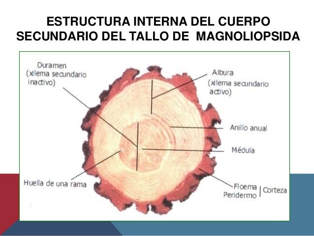 Tallo