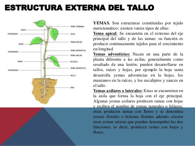 Tallo