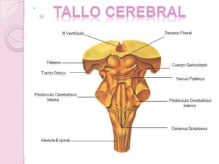 Tallo cerebral,[object Object]
