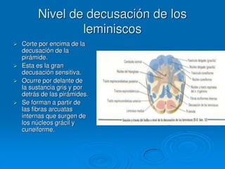 Nivel de decusación de los
leminiscos
 Corte por encima de la
decusación de la
pirámide.
 Esta es la gran
decusación sensitiva.
 Ocurre por delante de
la sustancia gris y por
detrás de las pirámides.
 Se forman a partir de
las fibras arcuatas
internas que surgen de
los núcleos grácil y
cuneiforme.
 