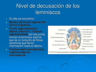 Nivel de decusación de los
leminiscos
 En ella se encuentra:
 Núcleo del tracto espinal del
nervio trigémino.
 Tracto espinotalámico
lateral, anterior y Tractos
espinotectales los tres juntos
forman el leminisco espinal
que es un conjunto de fibras
sensitivas que llevan
información hasta el tálamo.
 Tractos espinocerebelosos,
vestibuloespinal,
rubroespinal.
 