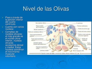 Nivel de las Olivas
 Pasa a través de
la porción inferior
del cuarto
ventrículo.
 Cuenta con varios
núcleos:
 Complejo de
núcleos olivares:
el más grande es
el núcleo olivar
inferior, núcleos
olivares
accesorios dorsal
y medial. Estos
núcleos coordinan
el movimiento
muscular
voluntario.
 