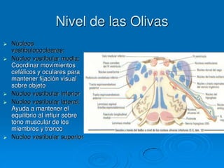 Nivel de las Olivas
 Núcleos
vestibulococleares:
 Núcleo vestibular media:
Coordinar movimientos
cefálicos y oculares para
mantener fijación visual
sobre objeto
 Núcleo vestibular inferior
 Núcleo vestibular lateral:
Ayuda a mantener el
equilibrio al influir sobre
tono muscular de los
miembros y tronco
 Núcleo vestibular superior
 