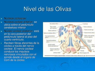 Nivel de las Olivas
 Núcleos cocleares:
 Núcleos coclear anterior: se
ubica sobre el pedúnculo
cerebeloso inferior
 Núcleo coclear posterior: está
en la cara posterior del
pedúnculo lateral al piso del
cuarto ventrículo.
 Reciben fibras aferentes de la
cóclea a través del nervio
coclear. El nervio coclear
conduce los impulsos
nerviosos vinculados con el
sonido desde el órgano de
Corti de la cóclea
 