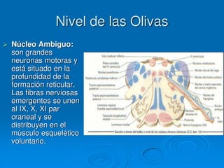 Nivel de las Olivas
 Núcleo Ambiguo:
son grandes
neuronas motoras y
está situado en la
profundidad de la
formación reticular.
Las fibras nerviosas
emergentes se unen
al IX, X, XI par
craneal y se
distribuyen en el
músculo esquelético
voluntario.
 