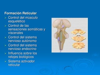 Formación Reticular
 Control del músculo
esquelético
 Control de las
sensaciones somáticas y
viscerales
 Control del sistema
nervioso autónomo
 Control del sistema
nervioso endocrino
 Influencia sobre los
relojes biológicos
 Sistema activador
reticular
 