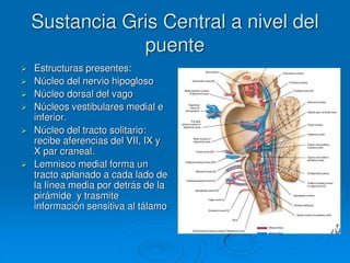 Sustancia Gris Central a nivel del
puente
 Estructuras presentes:
 Núcleo del nervio hipogloso
 Núcleo dorsal del vago
 Núcleos vestibulares medial e
inferior.
 Núcleo del tracto solitario:
recibe aferencias del VII, IX y
X par craneal.
 Lemnisco medial forma un
tracto aplanado a cada lado de
la línea media por detrás de la
pirámide y trasmite
información sensitiva al tálamo
 