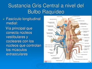 Sustancia Gris Central a nivel del
Bulbo Raquídeo
 Fascículo longitudinal
medial:
Vía principal que
conecta núcleos
vestibulares y
cocleares con los
núcleos que controlan
los músculos
extraoculares
 