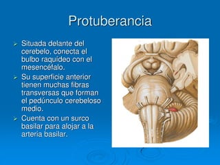 Protuberancia
 Situada delante del
cerebelo, conecta el
bulbo raquídeo con el
mesencéfalo.
 Su superficie anterior
tienen muchas fibras
transversas que forman
el pedúnculo cerebeloso
medio.
 Cuenta con un surco
basilar para alojar a la
arteria basilar.
 