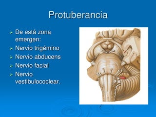 Protuberancia
 De está zona
emergen:
 Nervio trigémino
 Nervio abducens
 Nervio facial
 Nervio
vestibulococlear.
 