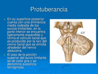 Protuberancia
 En su superficie posterior
cuenta con una eminencia
media rodeada de los
surcos limitantes, en la
parte inferior se encuentra
ligeramente expandido y
forma el colículo facial que
es producido por la raíz del
nervio facial que se enrolla
alrededor del nervio
abducens.
 El piso de la porción
superior del surco limitante
es de color gris y se
denomina sustancia
ferroginosa.
C.F
 