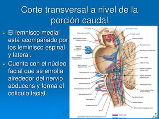 Corte transversal a nivel de la
porción caudal
 El lemnisco medial
está acompañado por
los leminisco espinal
y lateral.
 Cuenta con el núcleo
facial que se enrolla
alrededor del nervio
abducens y forma el
colículo facial.
 