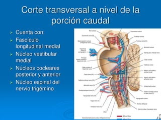 Corte transversal a nivel de la
porción caudal
 Cuenta con:
 Fascículo
longitudinal medial
 Núcleo vestibular
medial
 Núcleos cocleares
posterior y anterior
 Núcleo espinal del
nervio trigémino
 