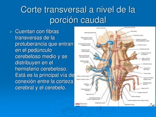 Corte transversal a nivel de la
porción caudal
 Cuentan con fibras
transversas de la
protuberancia que entran
en el pedúnculo
cerebeloso medio y se
distribuyen en el
hemisferio cerebeloso.
Está es la principal vía de
conexión entre la corteza
cerebral y el cerebelo.
 