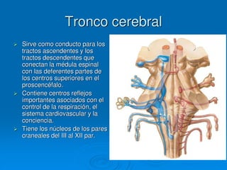 Tronco cerebral
 Sirve como conducto para los
tractos ascendentes y los
tractos descendentes que
conectan la médula espinal
con las deferentes partes de
los centros superiores en el
proscencéfalo.
 Contiene centros reflejos
importantes asociados con el
control de la respiración, el
sistema cardiovascular y la
conciencia.
 Tiene los núcleos de los pares
craneales del III al XII par.
 