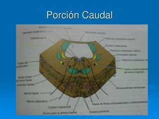 Porción Caudal
 