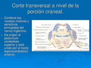 Corte transversal a nivel de la
porción craneal.
 Contiene los
núcleos motores y
sensitivos
principales del
nervio trigémino.
 Da origen al
pedúnculo
cerebeloso
superior y está
unido por el tracto
espinocerebeloso
anterior.
 