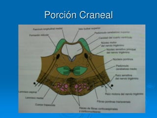 Porción Craneal
 