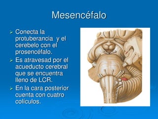 Mesencéfalo
 Conecta la
protuberancia y el
cerebelo con el
prosencéfalo.
 Es atravesad por el
acueducto cerebral
que se encuentra
lleno de LCR.
 En la cara posterior
cuenta con cuatro
colículos.
 