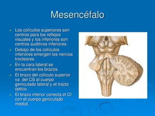 Mesencéfalo
 Los colículos superiores son
centros para los reflejos
visuales y los inferiores son
centros auditivos inferiores.
 Debajo de los colículos
inferiores emergen los nervios
trocleares.
 En la cara lateral se
encuentran los brazos.
 El brazo del colículo superior
va del CS al cuerpo
geniculado lateral y el tracto
óptico.
 El brazo inferior conecta el CI
con el cuerpo geniculado
medial.
 