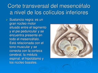 Corte transversal del mesencéfalo
a nivel de los colículos inferiores
 Sustancia negra: es un
gran núcleo motor
situado entre el tegmento
y el pie peduncular y se
encuentra presente en
todo el mesencéfalo.
Está relacionada con el
tono muscular y se
conecta con la corteza
cerebral, la médula
espinal, el hipotálamo y
los núcleo basales.
 
