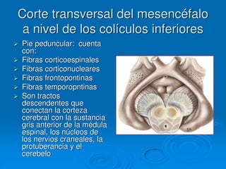 Corte transversal del mesencéfalo
a nivel de los colículos inferiores
 Pie peduncular: cuenta
con:
 Fibras corticoespinales
 Fibras corticonucleares
 Fibras frontopontinas
 Fibras temporopntinas
 Son tractos
descendentes que
conectan la corteza
cerebral con la sustancia
gris anterior de la médula
espinal, los núcleos de
los nervios craneales, la
protuberancia y el
cerebelo
 