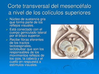 Corte transversal del mesencéfalo
a nivel de los colículos superiores
 Núcleo de sustancia gris
que forma parte de los
reflejos visuales.
 Está conectado con el
cuerpo geniculado lateral
por el brazo superior.
 Recibe fibras eferentes
de los tractos
tectoespinales,
tectobulbar que son los
responsables de los
movimientos reflejos de
los ojos, la cabeza y el
cuello en respuesta a
estímulos visuales.
 