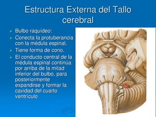 Estructura Externa del Tallo
cerebral
 Bulbo raquídeo:
 Conecta la protuberancia
con la médula espinal.
 Tiene forma de cono.
 El conducto central de la
médula espinal continúa
por arriba de la mitad
inferior del bulbo, para
posteriormente
expandirse y formar la
cavidad del cuarto
ventrículo
 