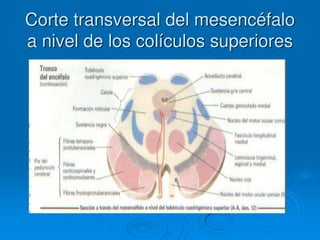 Corte transversal del mesencéfalo
a nivel de los colículos superiores
 