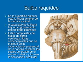 Bulbo raquídeo
 En la superficie anterior
está la fisura anterior de
la médula espinal.
 A cada lado de la fisura
hay un engrosamiento
denominado pirámides
 Están compuestas de
haces de fibras
nerviosas, fibras
corticoespinales que se
originan de la
circunvolución precentral
de la corteza cerebral, las
cuales se cruzan en el
extremo inferior y forman
la decusación piramidal
 